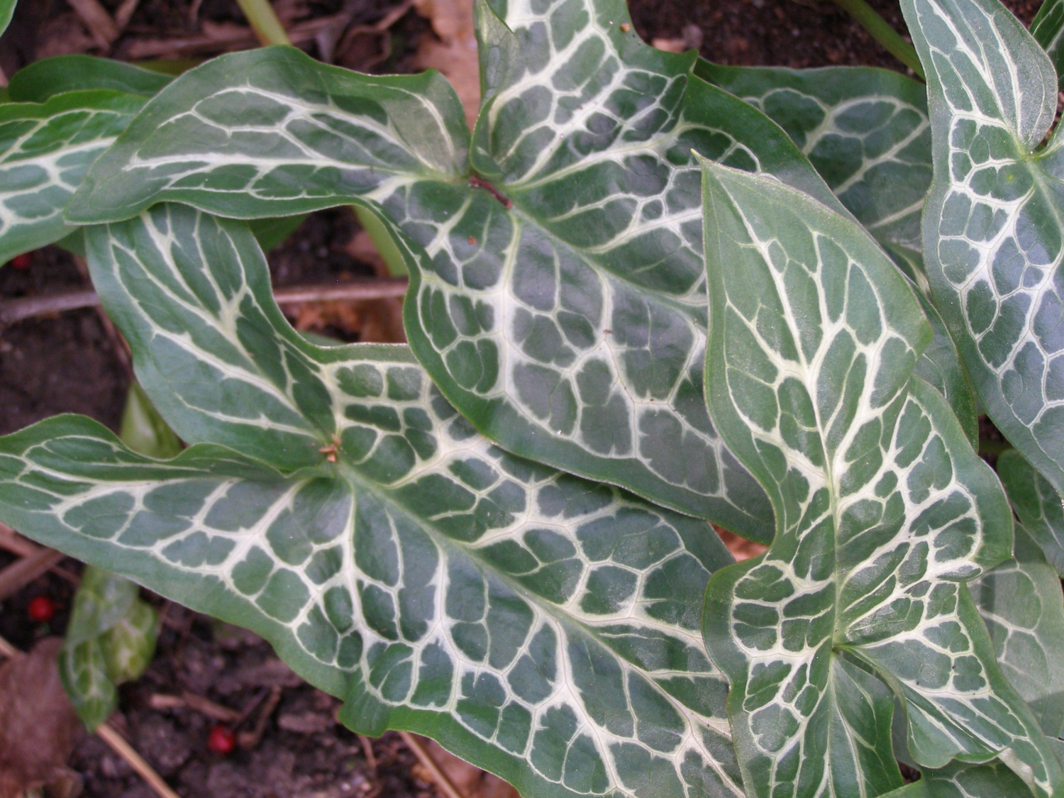 Arum italicum subsp. italicum 'Angelique'